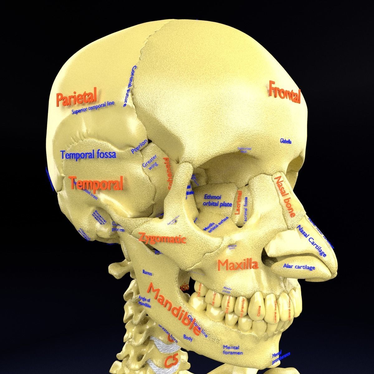 cráneo etiquetado anatomía texto detallado esqueleto humano médico ciencias bruto frontal parietal maxilar superior occipital mandíbula biología 3D print model - Mito3D