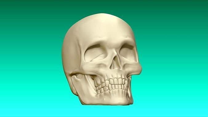 cranio Stampa silicio muffa fabbricazione anatomia umano scienza scheletro testa morto osso biologia 3D print model - Mito3D
