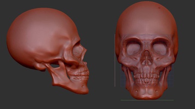 crânio de impressão a arte imprimir zbrush 3d modelo esqueleto os dentes osso esculturas 3d print model - Mito3D