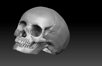 cranio squillare ade sterlina scheletro argento gioielleria anatomia umano scheletrico anatomico medico anelli greco sparta animale corpo colonna vertebrale 3d print model - Mito3D