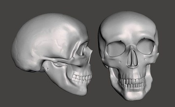 Schädel Skelett Kopf Anatomie Zähne Knochen Biologie Wissenschaft Grusel Körper 3d print model - Mito3D
