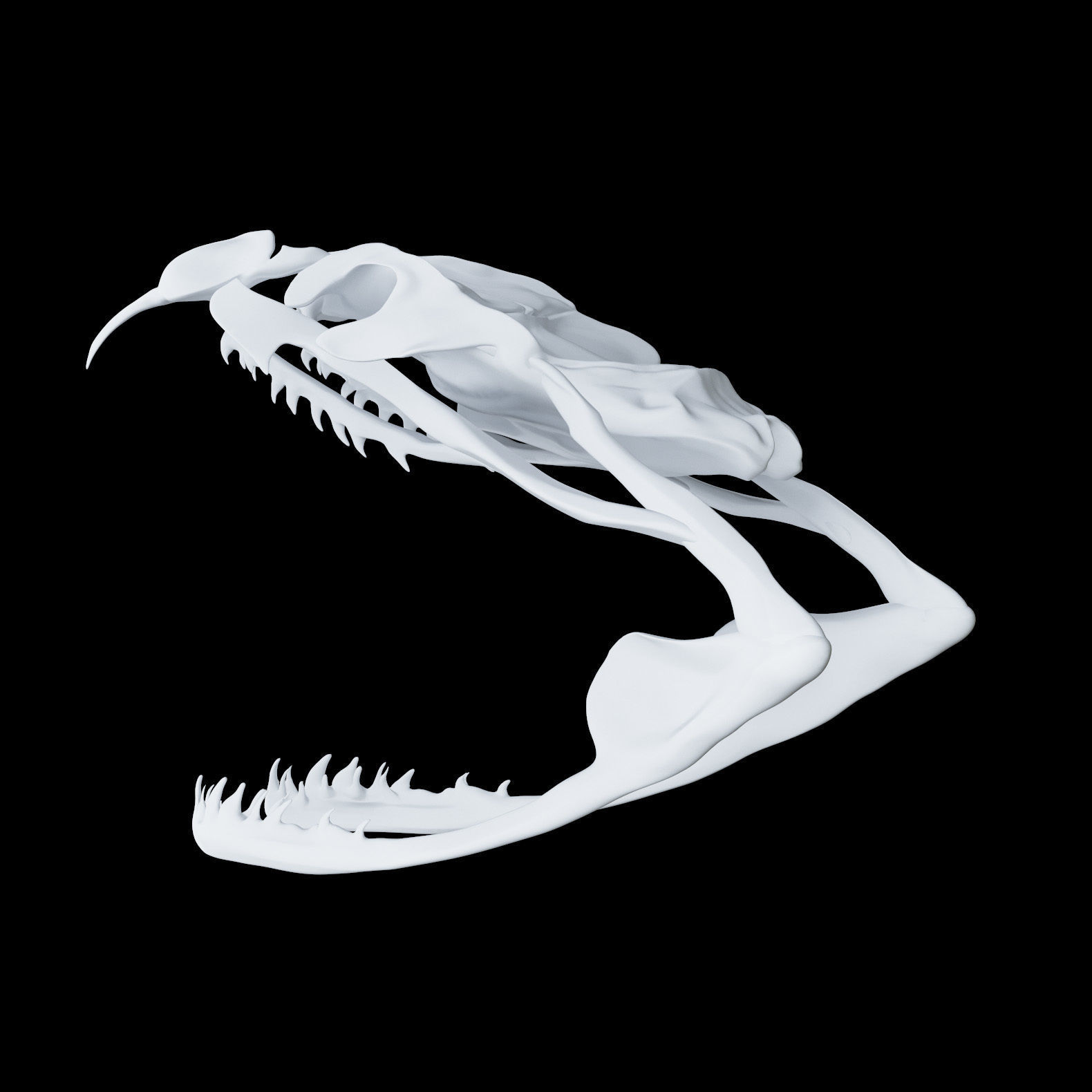 cráneo serpiente proteroglifo víbora animales zbrush ciencias biología 3D print model - Mito3D
