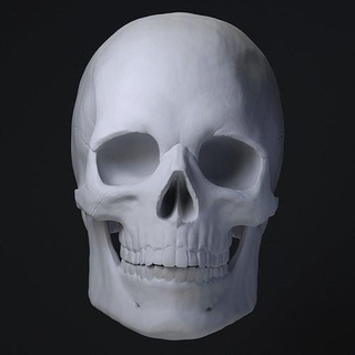 crâne stl humain os anatomie personnage squelette tête squelettique science impression art sculptures 3d print model - Mito3D