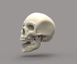 skull teeth science bone head jaw body pain medical biology dlp 3dprinting human tooth 3d print model - Mito3D
