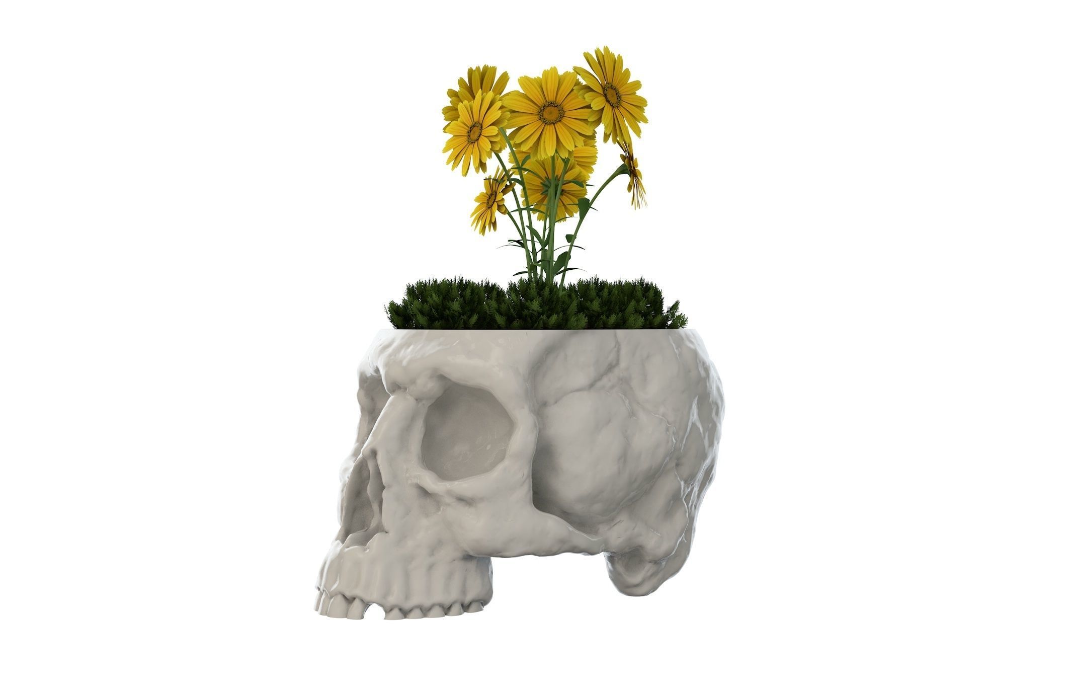 crâne vase fleur nature 3dprinting 3dprinter maison accessoires 3D print model - Mito3D