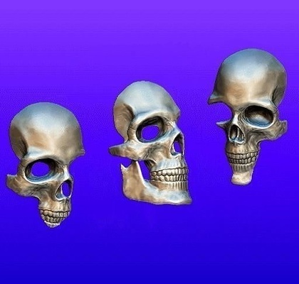 skull wall ornament animal skeleton spine human skeletal cervical craneo bone bones house decor 3d print model - Mito3D