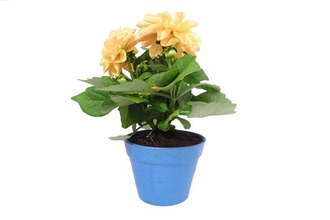 piccola pianta in vaso casa la pot crescita giardino davanzale all'aperto 3d print model - Mito3D