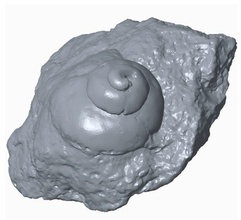 snail fossil nature art 3d print scans replicas 3d print model - Mito3D