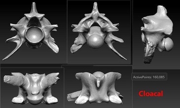 snake cloacal bone skeleton 3d scanned accurate printable 3dscan 3dprint natural animal science biology 3d print model - Mito3D