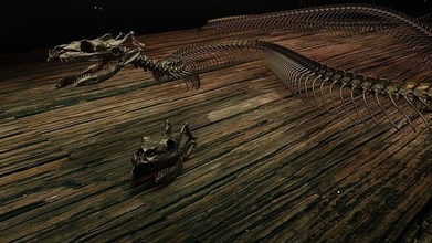 schlange skelett titanoboa tier halloween anatomie wissenschaft knochen kreatur grusel tischplatte dekor schädel boa dinosaurier museum reptil gruslig unheimlich biologie 3d print model - Mito3D