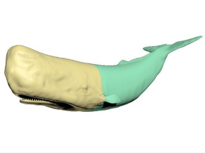 sperme baleine imprimable poisson animal mammifère mer l'eau marin nature prêt impression réel réaliste art sculptures 3d print model - Mito3D