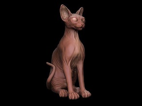 sphynx kedi 3d yazdır model vücut doğa hayvan kanadalı tüysüz memeli yüksek poli yavru yavrusu evcil hayvan heykel doğurmak kediler yerli heykeller sanat 3d print model - Mito3D