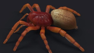 ragno stl insetto bug ragnatela natura animale vespa vedova Nera lupo scorpione aracnide artropodo scienza biologia 3d print model - Mito3D