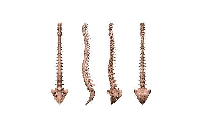spine printable anatomy back backache backbone bones cervical column human neurosurgery scoliosis spinal vertebra vertebral science biology 3D print model - Mito3D