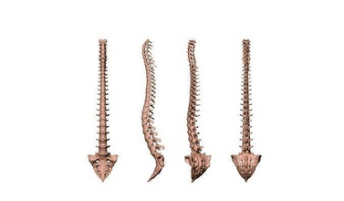 spine printable anatomy back backache backbone bones cervical column human neurosurgery scoliosis spinal vertebra vertebral science biology 3d print model - Mito3D