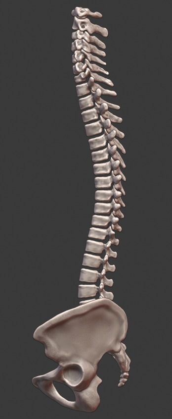 columna vertebral cráneo anatomía 3dprint pelvis modelo humano hueso vértebras ciencias biología medicamento esqueleto dto médico sacro articulación educación fisioterapeuta paciente 3D print model - Mito3D