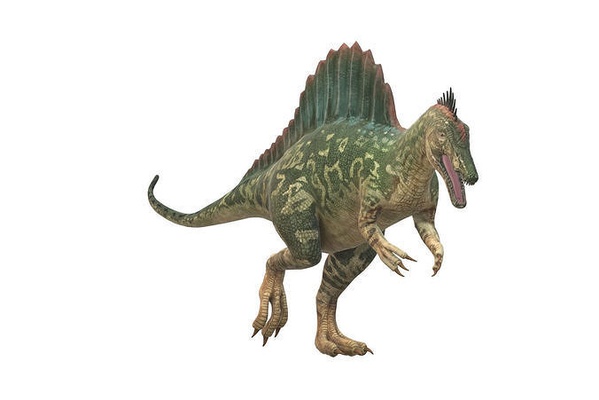 spinosaurus dinozor 3d model hazır to yazdır canavar hayvan minyatürler figürinler sürüngen jurassic karakter hayvanlar dino oyunlar oyuncaklar tarih öncesi yırtıcı fosil yaratık paleontoloji kretase sanat heykeller 3d print model - Mito3D