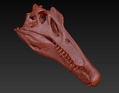spinosaurus crâne dinosaure jurassique animaux créature fossile paléontologie squelette dents OS animal anatomie évolution squelettes mâchoire science biologie 3d print model - Mito3D