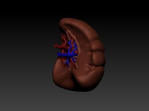 Milz Wissenschaft Mensch Anatomie Medizin Biologie 3d print model - Mito3D