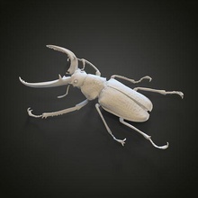 stag beetle nature scarab brawler scaned 3dmodel printable 3dprinting miniarures animals stagbeetle bug bugs science biology 3d print model - Mito3D