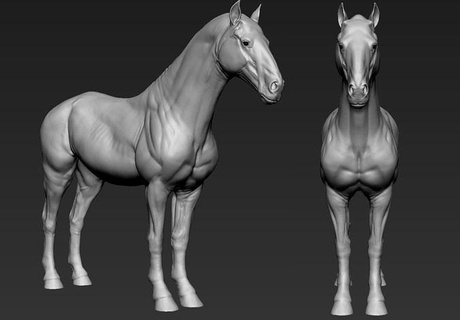 stallion horse sculpt highres 3d print model cavalry animal nature zbrush realistic creature body musle mammal sculptures highploy animals art 3d print model - Mito3D