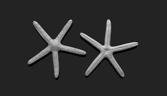 denizyıldızı 1 3d Yazdır akvaryum star mercanlar deniz okyanus balık doğa kabuk Deniz yaşamı manzara çevre kabuğu 3dprint yazdırılabilir kum plaj hayvan su Sanat heykeller 3d print model - Mito3D