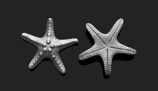 estrella mar 2 3d impresión acuario Oceano naturaleza pez paisaje ambiente terrario playa vida marina muerta concha cáscara 3dprint imprimible animal submarino Arte esculturas 3d print model - Mito3D