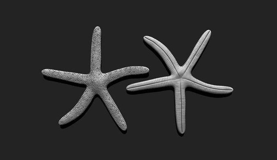 denizyıldızı 3 3d Yazdır akvaryum deniz kabuğu hayvan okyanus balık doğa kabuk su çevre manzara Deniz yaşamı 3dprint yazdırılabilir 3dmodel plaj mercanlar Sanat heykeller 3d print model - Mito3D