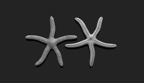 estrela Mar 4 3d impressão aquário Estrela peixe Concha mar vida marinha marinho oceano anêmona panorama Ambiente natureza praia areia 3dmodel 3dprint imprimível corais arte esculturas 3d print model - Mito3D