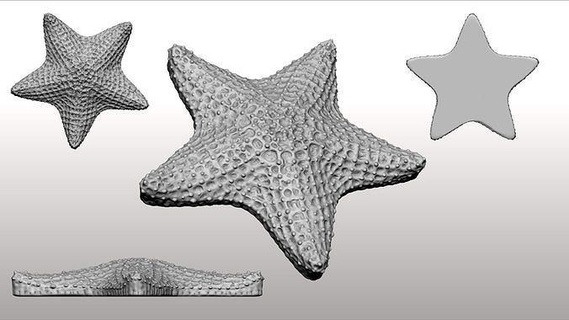 estrella mar Bigote anillo escritorio naturaleza decoración Oceano casa 3d print model - Mito3D