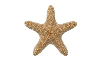 starfish ciondolo modello 3d le stelle marine natura spiaggia mare oceano art argento la decorazione gioielli bigiotteria di coulomb pendent lavaliere il fascino gingillo orecchino grillo eardrop collane 3d print model - Mito3D