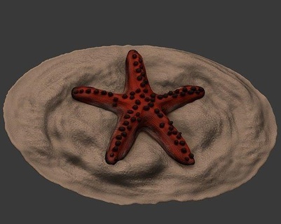 estrela Mar chocolate mar Estrela animal arte esculturas 3d print model - Mito3D