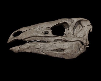 estegosaurio cráneo dinosaurio jurásico criatura prehistórico reptil lagartija bestia tiranosaurio tirano saurio Rex velociraptor raptor animal hueso monstruo paleontología fósil triceratops Arte esculturas 3d print model - Mito3D