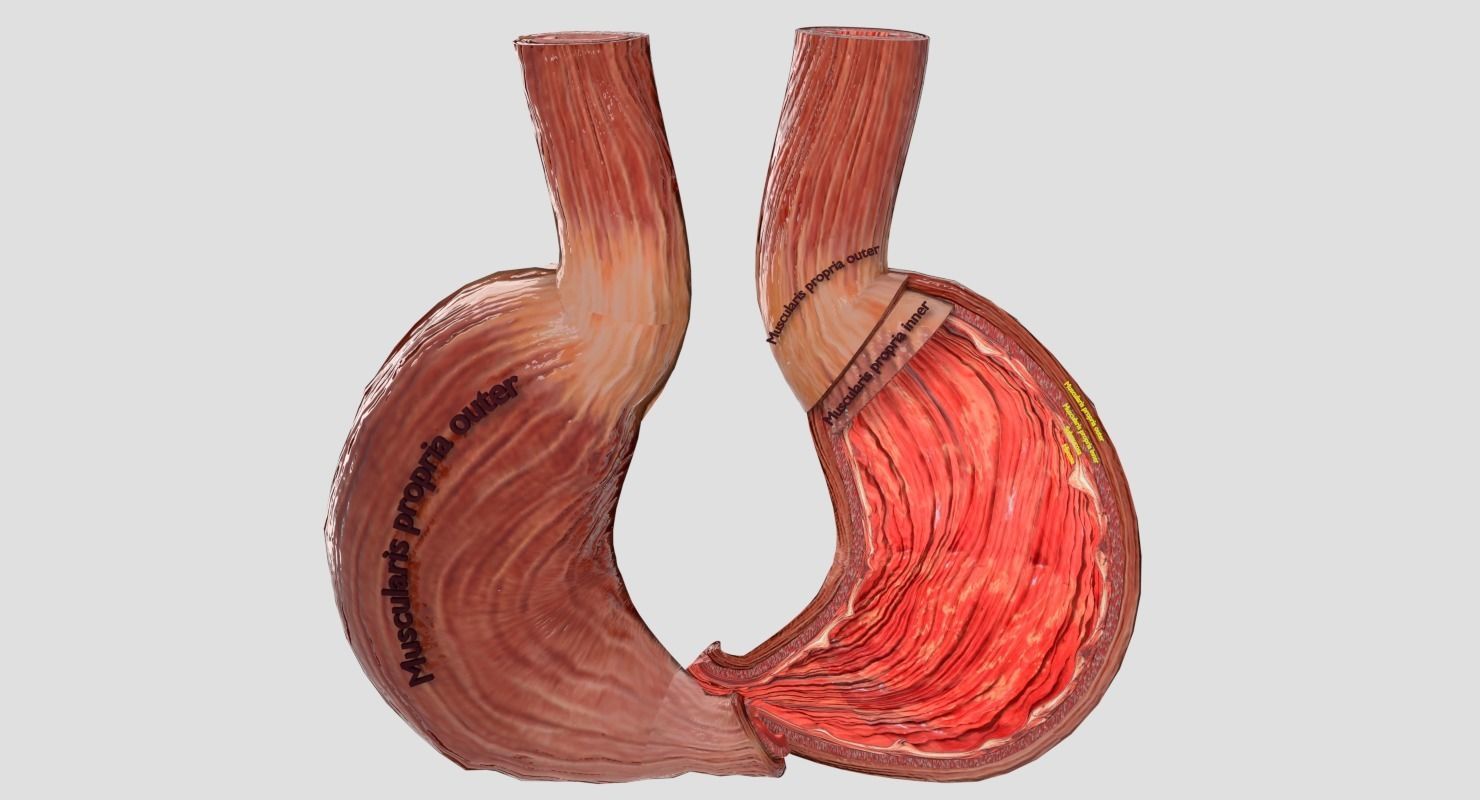 estomac gastrique séparable pièces anatomie brut humain digestif musculaire posséder muqueuse cardia fond grotte science biologie 3D print model - Mito3D