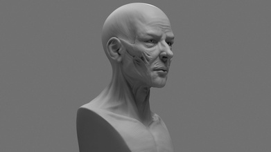 stylized anatomy face art portrait statue sculpture man figure head male print miniatures figurines sculptures 3d print model - Mito3D
