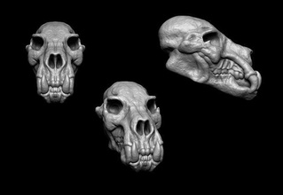 stylized skull bear animal bone nature skeleton teddy creature science anatomy art sculptures 3d print model - Mito3D