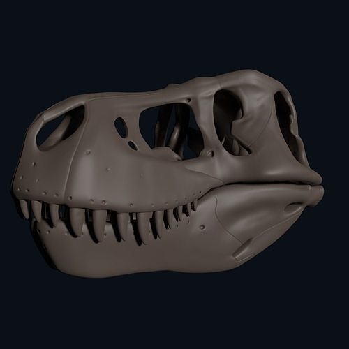 t-rex skull toy rex dinosaur skeleton bones science education jurassic cretaceous scientific scientist tyrannosaurus biology 3D print model - Mito3D