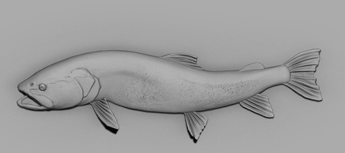 taimen fish salmon water animal nature art sculptures 3d print model - Mito3D