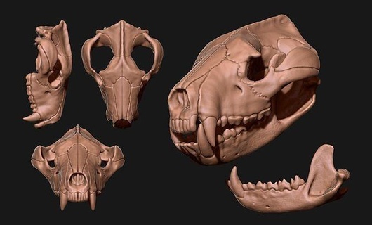 Tasmanian diable crâne maxillaire OS cornes bijoux bois tête anatomie squelette morte mort animal science métal miniatures cerf biologie figurines nature mammifère imprimable 3d print model - Mito3D