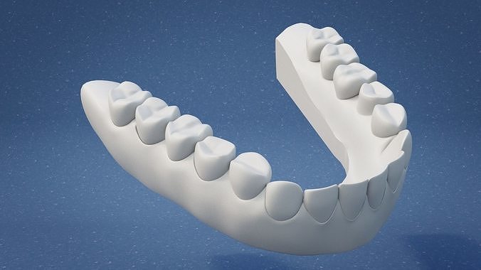 denti dentale anatomia 3d modello odontoiatria orale bocca dente mascella dentizione salute medico struttura cura visualizzazione formazione scolastica scienza biologia 3D print model - Mito3D