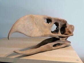 terror bird skull - andalgalornis predatory birds extinct model science biology 3d print model - Mito3D