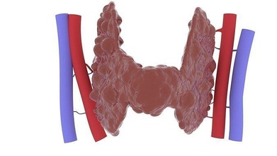 thyroïde glande 3d impression biologie médicament anatomie humain organes hyoïde hioïde cartilage endocrine respiratoire science 3d print model - Mito3D