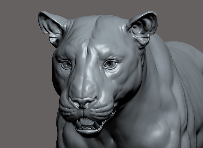 tiger realistic 3d model animal anatomy statue nature figure science sculpture biology art sculptures 3D print model - Mito3D