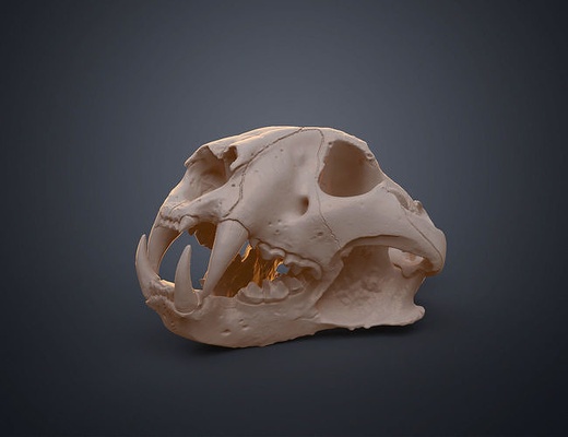 tigre crâne panthera réaliste analyse chat félin halloween décor science biologie 3d print model - Mito3D