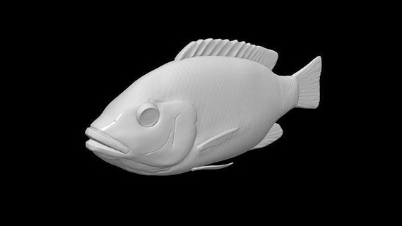 tilapia poisson modèle impression 3d animal eau fraiche loisir DIY 3d print model - Mito3D