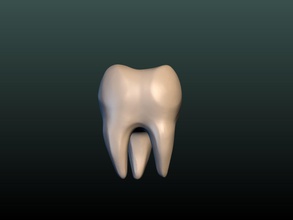 tooth science teeth tusk bone anatomy dental health biology 3d print model - Mito3D