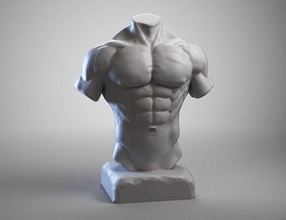 torso a01 3d drucken modell anatomie körper zbrush 3dprint figur zahl skulptur miniaturen figuren charakter statue referenz basemesh kunst skulpturen malers 3d print model - Mito3D
