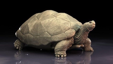 tartaruga by cmw animale scultura rettile rettili zbrush miscelatore wacom natura 3dprint 3d stampa arte sculture 3d print model - Mito3D