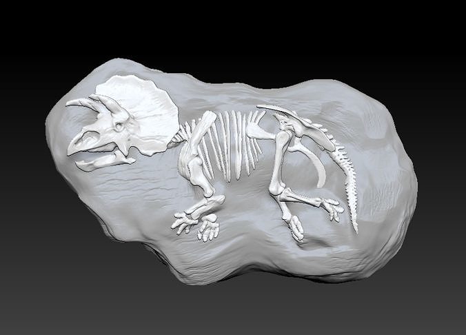 triceratopo fossile roccia 3d scheletro dinosauro anatomia scienza biologia 3D print model - Mito3D