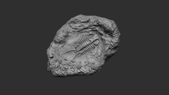trilobit mineral fosil gerçekçi yazdırılabilir anahtarlık Kaya taş eski Antik gerçek kolye kafatası kemik Jurassic ön tarihi deniz hayvan yaratık böcek Sanat 3d print model - Mito3D